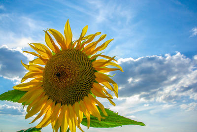 Low angle view of sunflower blooming against sky