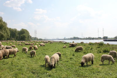 Sheep grazing on field against sky