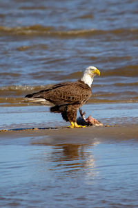 Side view of a balso eagle in water