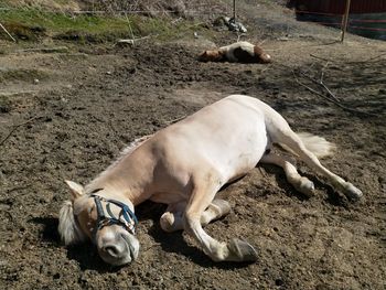 High angle view of dog resting on field