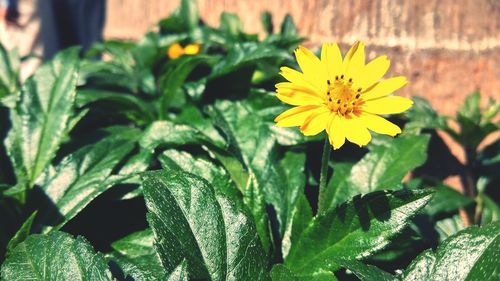 Close-up of yellow flower