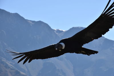 Low angle view of eagle flying against sky