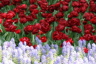 Red roses blooming at park