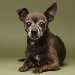 Portrait of dog sitting against gray background