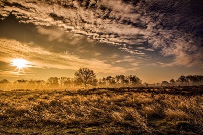 Scenic view of agricultural field against sky at sunset