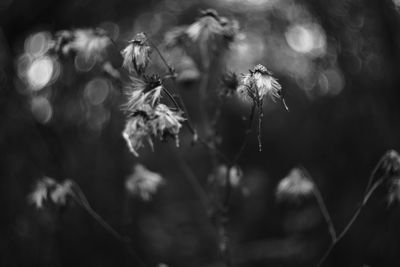 Close-up of plant against blurred background