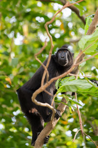 Low angle view of a monkey on tree