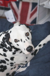 High angle portrait of dalmatian dog resting on bed