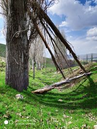 Trees on field against sky