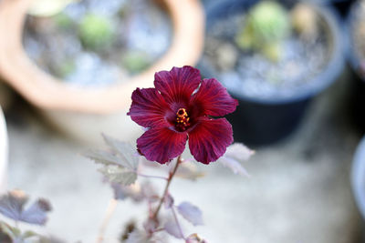 Close-up of red flower