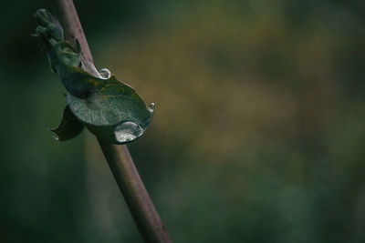 Close-up of lizard on plant