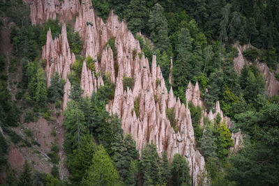 Panoramic view of pine trees in forest