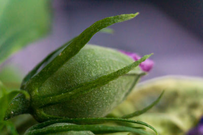 Close-up of water drops on leaves