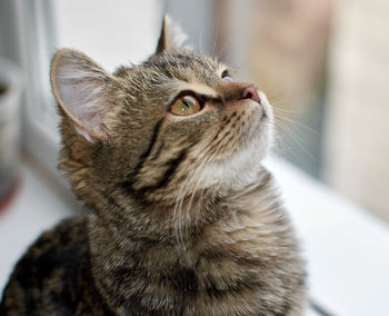 Close-up of a cat looking away