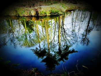 Reflection of trees in water