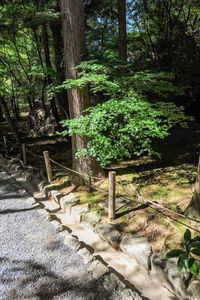 Trees and plants growing in forest