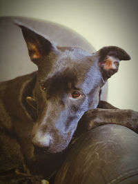 Close-up portrait of a dog looking away