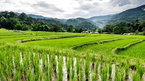 Scenic view of rice field against sky