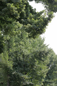 Low angle view of trees