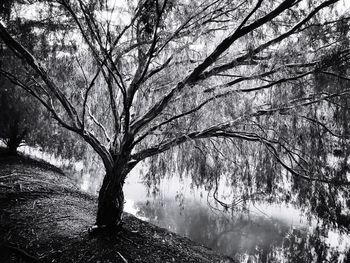 Bare tree by lake against sky
