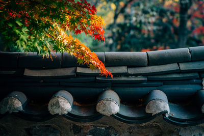 View of tree during autumn