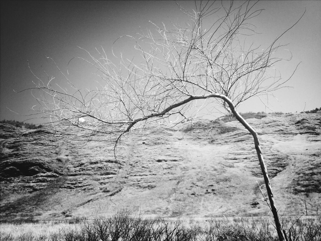 bare tree, tranquility, tranquil scene, nature, tree, landscape, scenics, branch, field, beauty in nature, auto post production filter, grass, clear sky, non-urban scene, day, dead plant, transfer print, sky, outdoors, no people