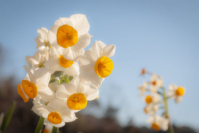 Low angle view of white flowers against sky