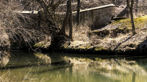 Scenic view of lake in forest