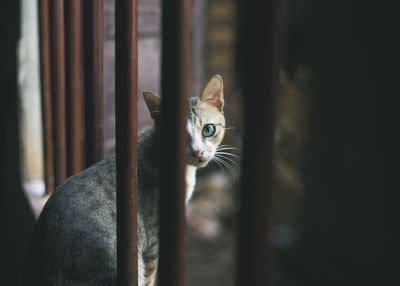 Close-up portrait of a cat