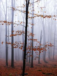 Close-up of tree in forest during autumn