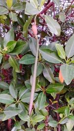 leaf