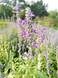 Close-up of lavender blooming on field