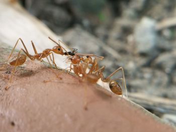 Close-up of ant on leaf