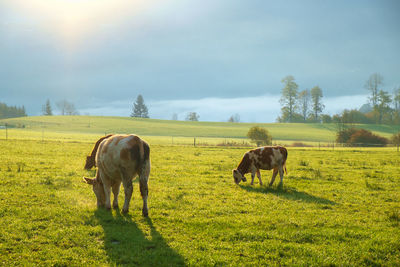 Horses grazing in a field