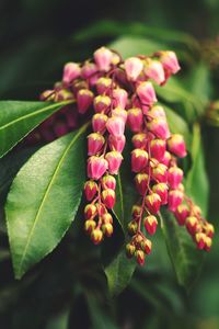 Close-up of pink flowering plant