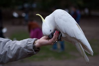 Close-up of cockatoo perching on woman hand