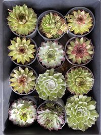 High angle view of potted plants