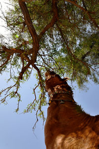 Low angle view of tree against sky