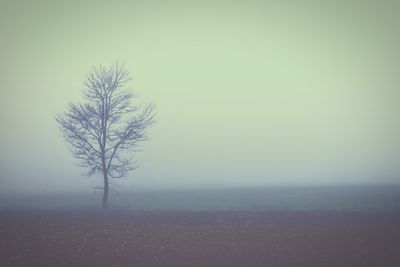 Bare tree on field against sky