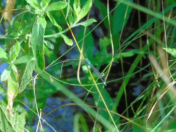 Close-up of grass growing on field