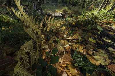 High angle view of plant growing on field