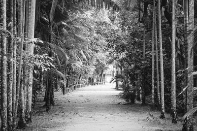 Footpath amidst trees in forest