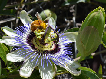 Close-up of passion flower blooming outdoors