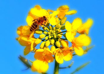 Close-up of bee on yellow flower against clear blue sky