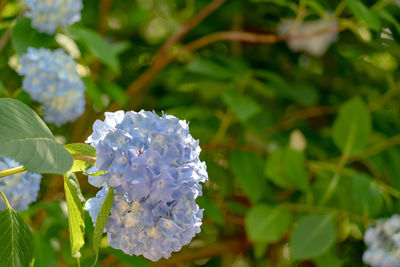 Close-up of purple flowering plant