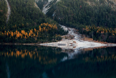 Scenic view of lake in forest