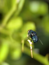 Close-up of insect on flower