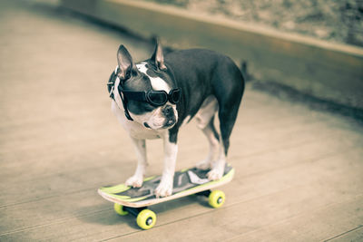 Cute boston terrier puppy, dressed in a fashionable neckerchief, stands on a skateboard outside