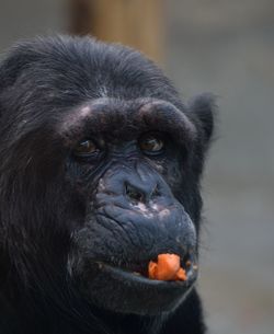 Close-up portrait of monkey