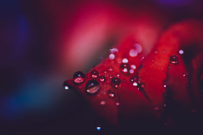 Close-up of water drops on leaf